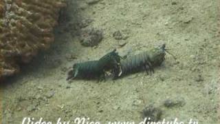 Peacock mantis shrimp mating