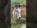 पहाड़ी गाय भैंस/ uttarakhand cow and buffalo #animals #facts #uttarakhand #shortvideo #shorts