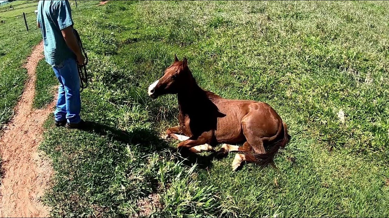 deitado  Soando de TANTA    DOR ...