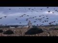 Greater snows, Canada goose and duck hunt in quebec