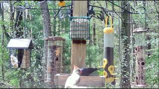 Baltimore Oriole and Rosebreasted Grosbeak enjoy the afternoon at Woods' Edge!  Nunica, MI