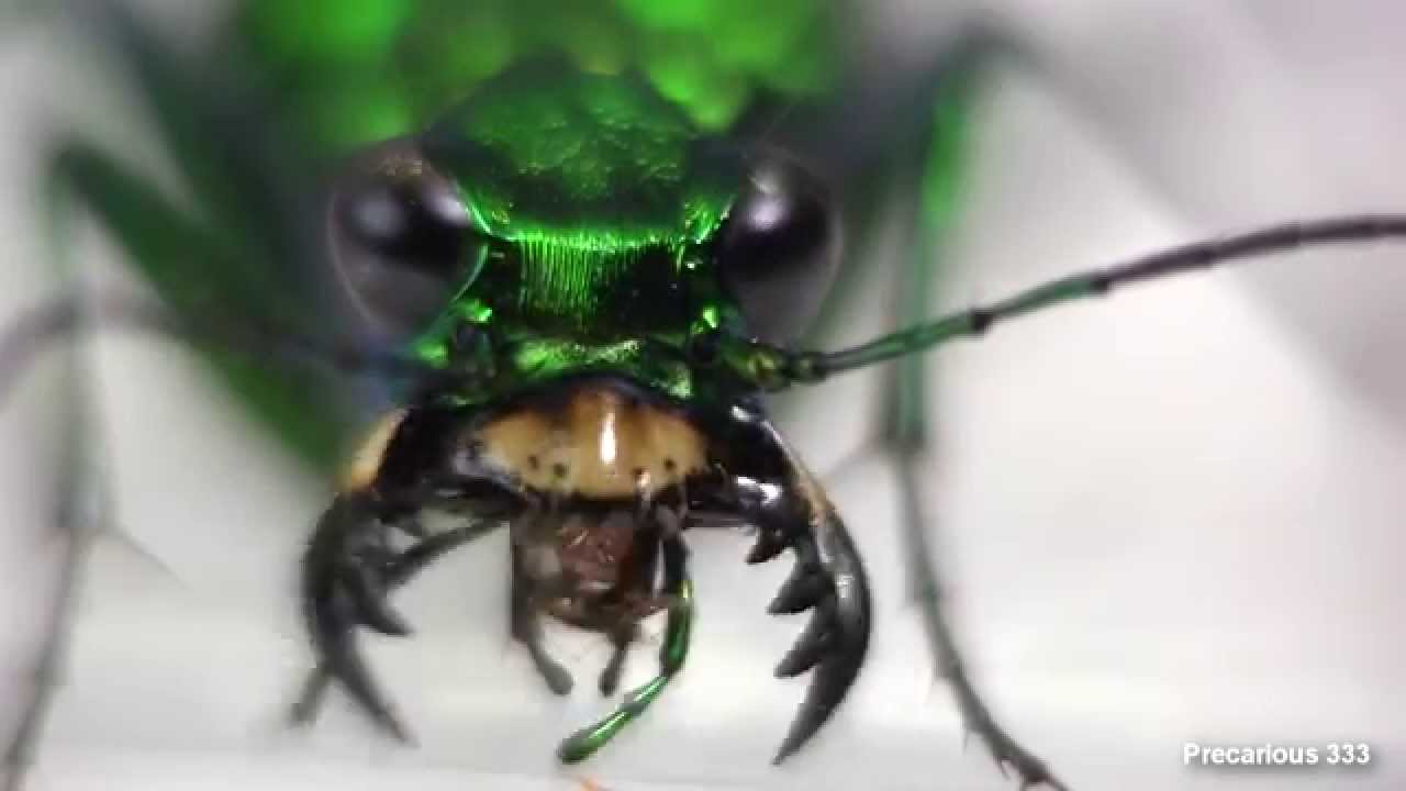 Tiger Beetle Vicious Mandibles YouTube tiger-beetle-vicious-mandibles-youtube