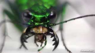 Tiger Beetle - Vicious Mandibles!