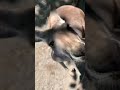 Animal Sounds Kangaroo