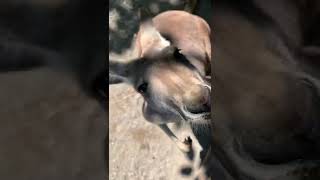 Animal Sounds Kangaroo