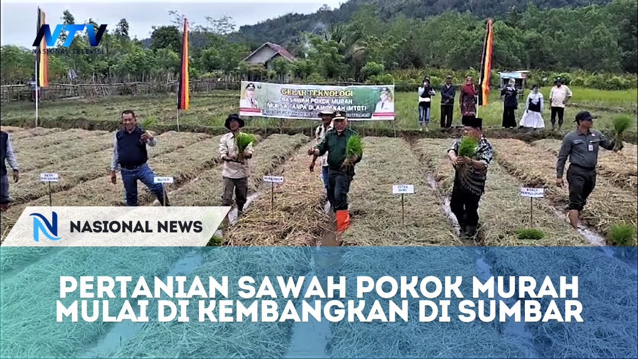 Pertanian sawah pokok murah  mulai di kembangkan di Sumbar