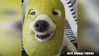 FUNNY ANIMALS VIDEO COMPILATION | Just Animal Videos by JUST ANIMAL VIDEOS 8,588 views 5 years ago 5 minutes, 15 seconds