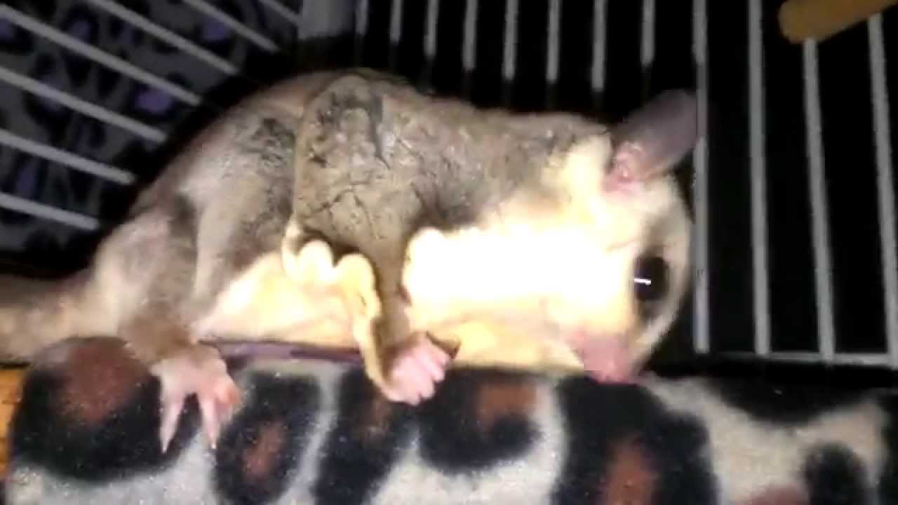 Male sugar glider cleaning himself after mating YouTube