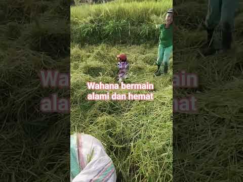 Anak petani