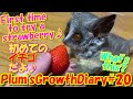 Bushbaby Plum's Growth Diary ショウガラゴ プラムの成長日記#20