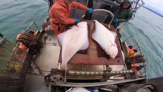 Alaska Commercial Halibut Fishing 2017 (short edit)