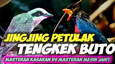MASTERAN SEDAPP!!! JINGJING PETULAK VS TENGKEK BUTO || MASTERAN PETULAK JINGJING SAMBUNG TENGKEKBUTO