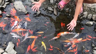 Finding Koi and Aquatic Animals | Guppies, Turtles, Mermaids, Black Fish, Mutant Goldfish