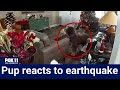 Dog senses earthquake, wakes up to shaking