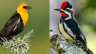 15 birds Name that start with Y | Yellow birds | Top 15 Birds starting with “Y” by BEAUTIFUL WORLD 1,088 views 1 year ago 31 seconds