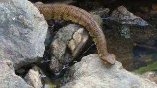 Water Moccasin Close Ups