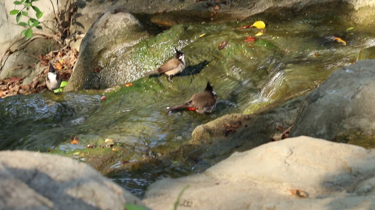 Copy of Red Whiskered Bulbul in water bath 2 
