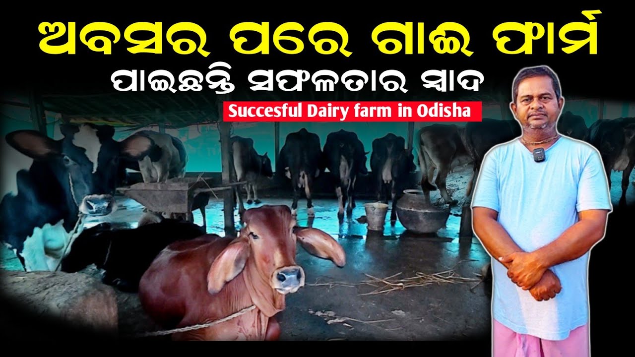 [ଅବସର ପରେ ଗାଈ ଫାର୍ମ 🐄] How to start dairy farming business in odisha | Krushak sathi odisha 
