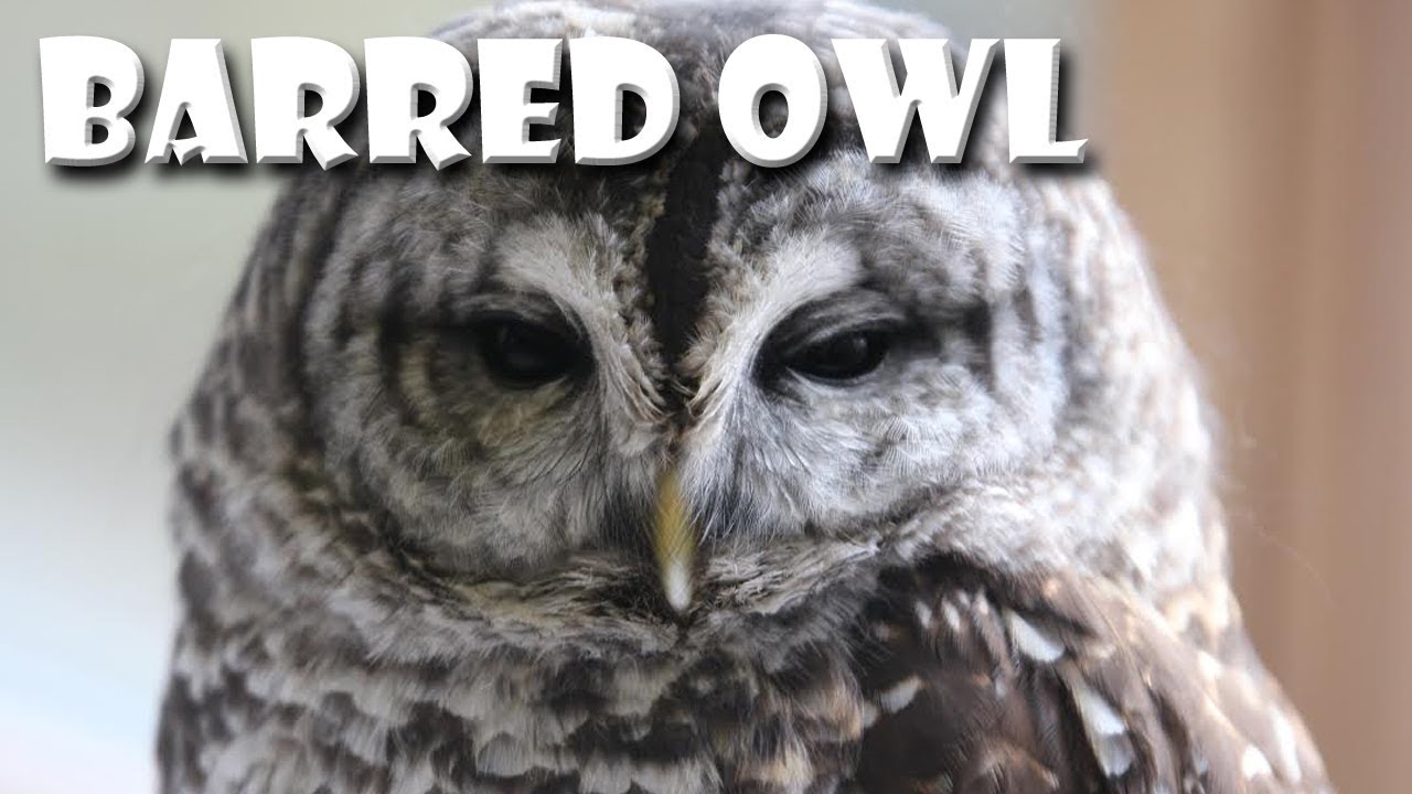 summer league Animal Fact Friday at Wildlife Prairie Park- Barred Owl