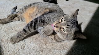 Happy kitty sunbathing