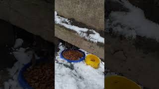 Подкармливаю Пижона