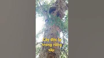 Cây độc lạ trong rừng sâu.l Độc Lạ Tây Nguyên.
