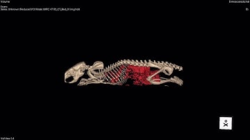 Visceral Adipose Tissue of the Rat