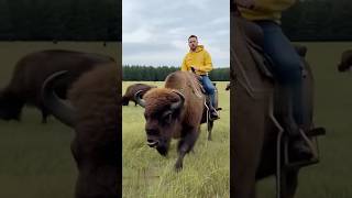 Ферма зубров: новый путь в Беловежской пуще #хочувдеревню #хутор