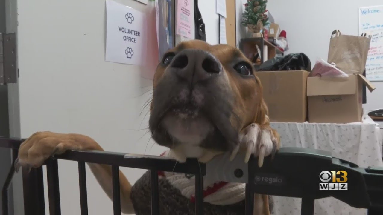 Baltimore City animal shelter desperately looking to find homes for