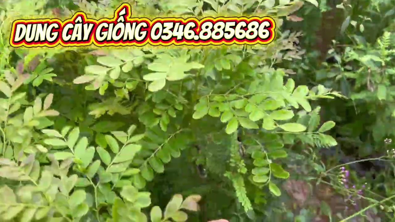 Bồ kết loại cây dược liệu có thể biến người nông dân thành triệu phú