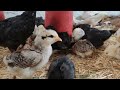 Civcivler Yeni Yuvalarında 🐥 | Chicks in Their New Home