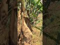 Future Scope of Oil Palm in India! 🌴📈 High Profits? #Shorts #oilpalmfarming #oilpalmtelugu