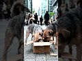 they are searching for food in the box 🐶🐕..#ai #dog #trending ....