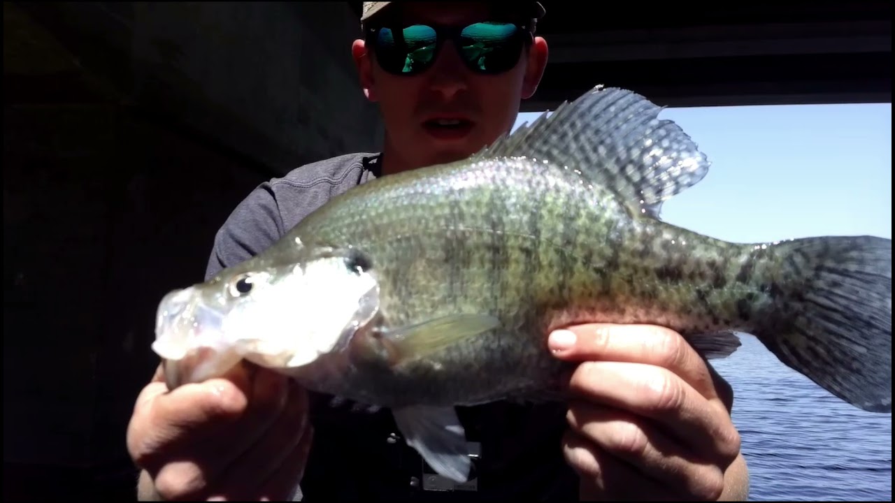 Crappie fishing El Dorado (Native Titan Livescope) YouTube