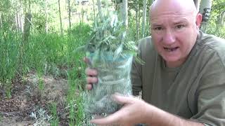 Collecting Wild Sage Wild Sage