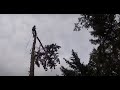 Tree Removal, climber shows old school techniques