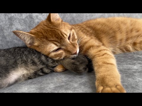 新入り子猫を愛おしそうに抱く超甘えん坊の先住猫がコチラ