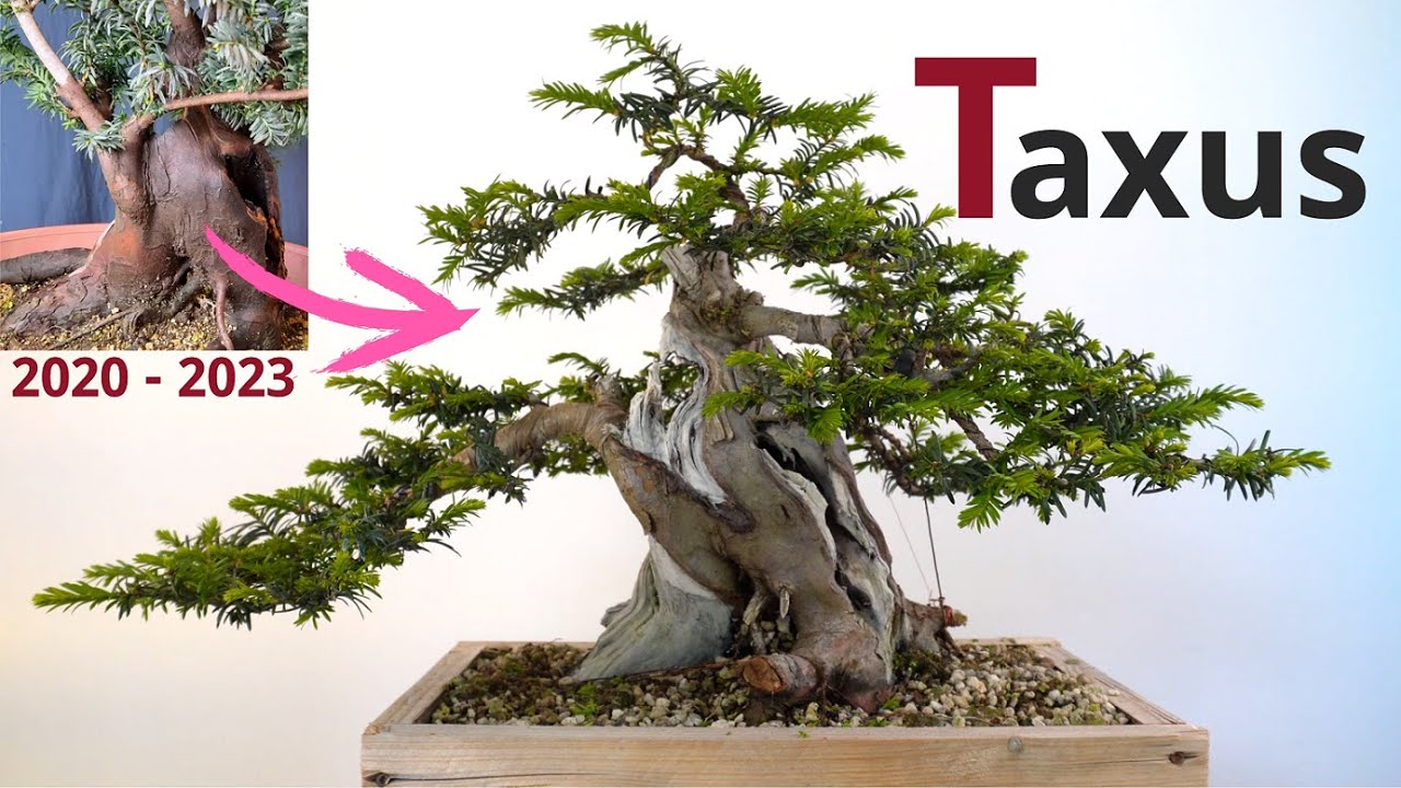 Tree becomes bonsai