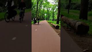 Forest Tunnel Cruise: Lush Green Bike Path POV 🚲🌳 | #Flatrideshort #179