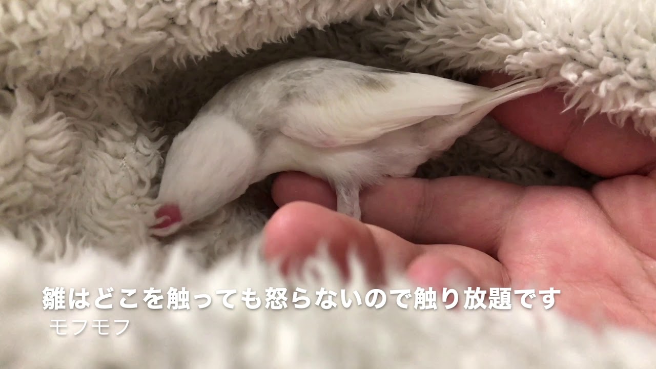 白文鳥】毛布でモフモフする紅廉ちゃん Kuren chan mofumofu with a