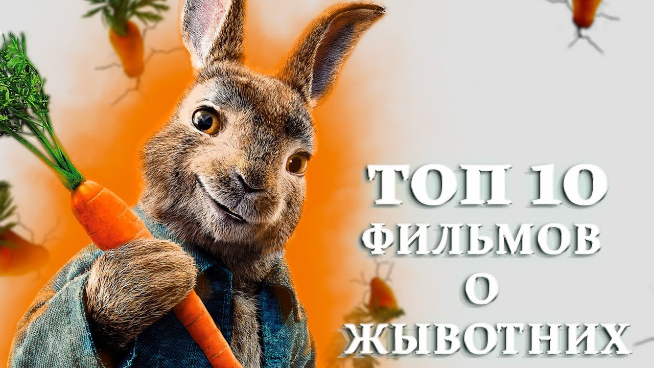 Топ 10 фильмов о животных. Фильмы которые покорят ваши сердца. Твои топ 10 фильмов. Стоит посмотреть