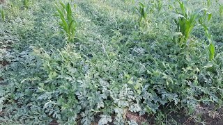 قناة عالم الزراعة l كيفية زراعة لب البطيخ باقل التكاليف l حلقة 6