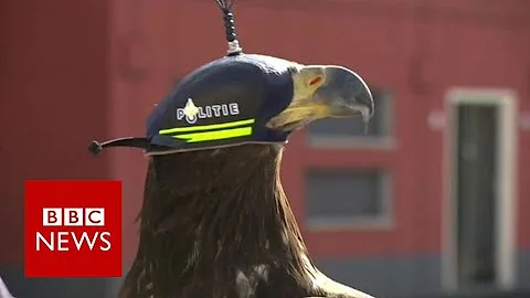 Eagles vs drones - BBC News