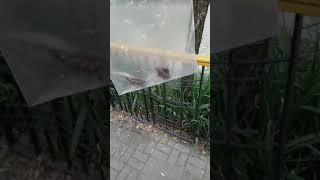 catching cicadas