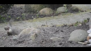 House Sparrow - Huismus -- Bathing in the Dirt or Mating Ritual