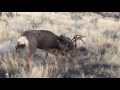 Mule Deer Fighting in the Rut in Utah