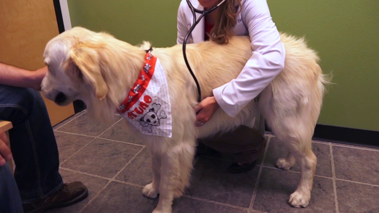 Tender Care Veterinary Center YouTube