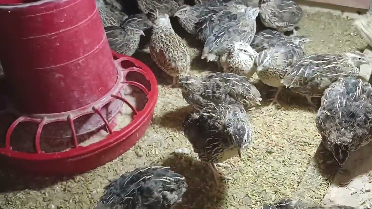 রাতের খামারে ছোট্ট একটা কাজ,,, 