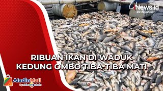 Ribuan Ikan di Waduk Kedung Ombo Mati Mendadak, Petani Rugi hingga Miliaran