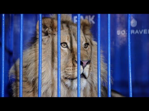 В Танзании выпустили в вольер уральского льва Симбу